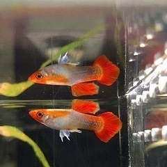 熱帯魚恵庭　国産ブリードグッピー丹頂(雌雄)2ペア1500円