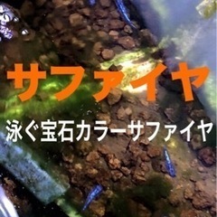 メダカ💙 サファイヤ.幼魚.10.匹 + α 