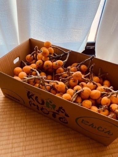 昨日収穫しました、今季最後びわ