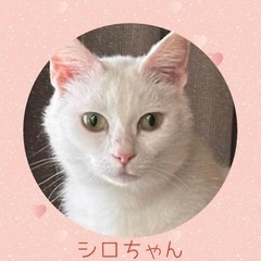 スリスリ甘えん坊の白猫【譲渡会参加】