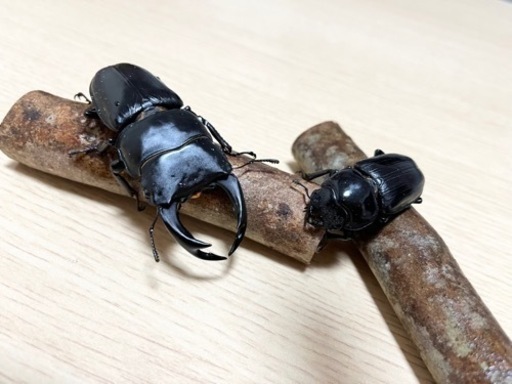 能勢ＹＧ血統　オオクワガタ幼虫10匹　1300cc菌糸ビン付