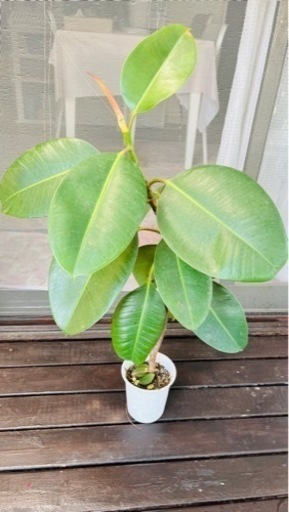 【観葉植物】7/23まで　ゴムの木 約80cmです。