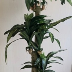 人工観葉植物　 フェイクグリーン 幸福の木 約180cm