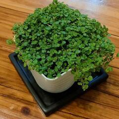 【値下げ💰】コルシカミント④番 プラ鉢植え