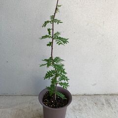 【植物】山椒　鉢植え　50㎝