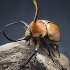 ゴロファポルテリ幼虫