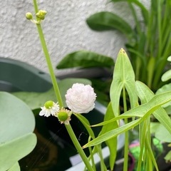 八重オモダカ　水性植物　メダカ鉢　ビオトープに〜