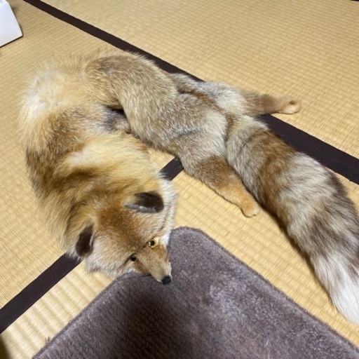 狐の毛皮