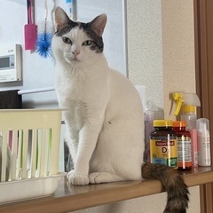 名古屋飼主婦人がコロナで重い猫アレルギーになってしまい泣く泣く里...