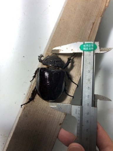 マルスゾウカブト速ブリペア➕メス１匹