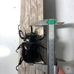 マルスゾウカブト速ブリペア➕メス１匹 マルスゾウカブト速ブリペア➕メス1匹