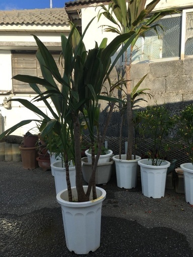 観葉植物　ドラセナ　番号②