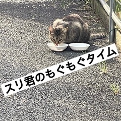 🐈地域猫ちゃん里親さん募集🐈の画像