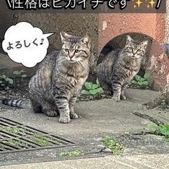 🐈地域猫ちゃん里親さん募集🐈 - 練馬区