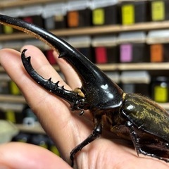 ヘラクレス.ヘラクレス ♂156㍉ C68メテオ系 通常タイプ ペア