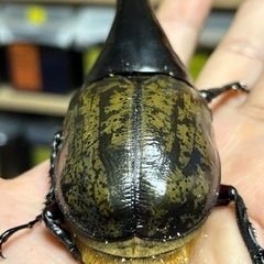 ヘラクレス.ヘラクレス ♂156㍉ C68メテオ系 通常タイプ ペア