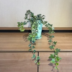 決定しました 観葉植物　へデラ　