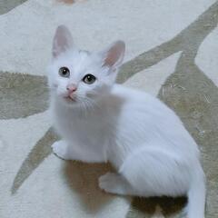 小柄な白猫ちゃん