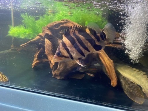 ダトニオプラスワン　古代魚