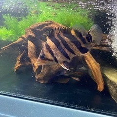 ダトニオプラスワン　古代魚