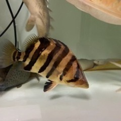 ダトニオ　古代魚