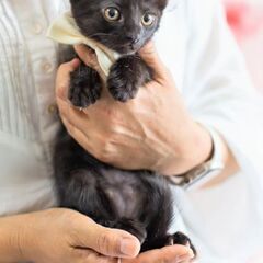 黒猫さん♡ 2ヶ月女の子