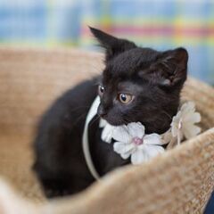 黒猫さん♡ 2ヶ月女の子 - 猫