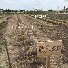 ２日間限定‼️無農薬🍀✨採れたてセロリ差し上げます✨