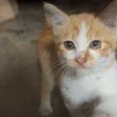 急募‼︎茶白の子猫を保護してください - 大牟田市