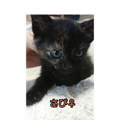 2匹子猫3月末産まれ