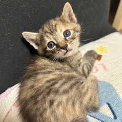 子猫 １ヶ月 - 沼津市