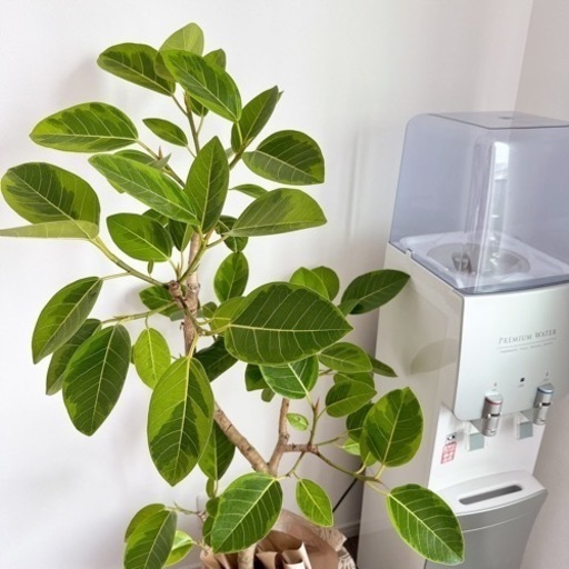 【観葉植物】S曲がりフィカス アルテシマ/お祝いプレゼントラッピング 観葉植物】S曲がりフィカス アルテシマ/お祝いプレゼントラッピング