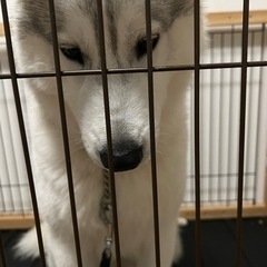 シベリアンハスキーの里親募集 - 犬