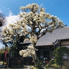 【写経会（写仏会）5/30(木)-白蓮道場-】