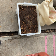 植木鉢の土　