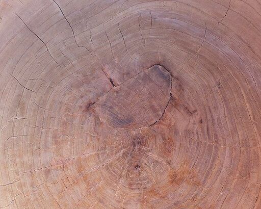 欅の臼 直径 41cm 高さ 43cm