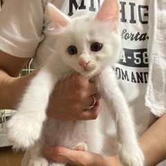 白オス猫募集一旦中止します