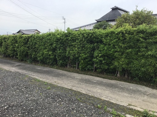 薪(マキ)の木　木蓮の木(白)他