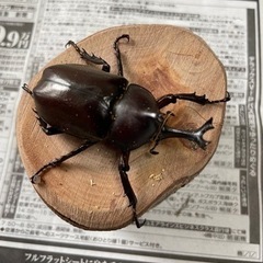 カブトムシペア(R5-4)