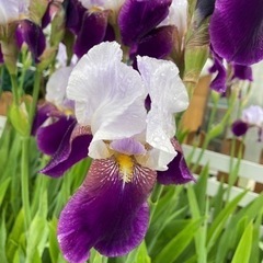 花球根　ジャーマンアイリス　　白✖️紫