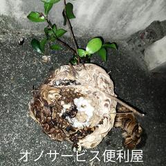 草刈り、草抜きなら便利屋オノサービス❗❗ - 名古屋市