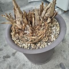 洋蘭の鉢と土