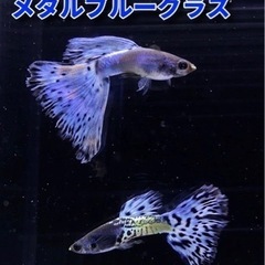 【10匹】メタルブルーグラスグッピー　稚魚🐠②