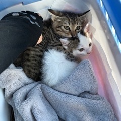 子猫2匹 生後2ヶ月半 雄雌の兄妹
