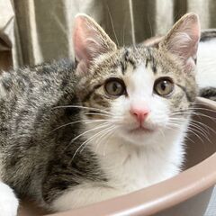 ６月18日(日)　🍓🍓三鷹で猫の譲渡会🍓🍓　半ナイター午後４時〜...