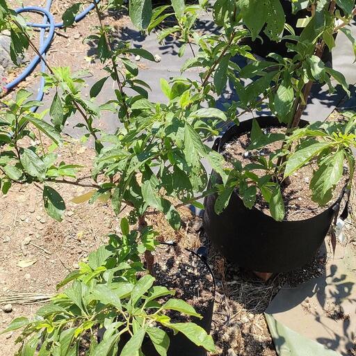 スモモ 太陽 三年生＆受粉樹 接木苗セット こちらの都合日で県内