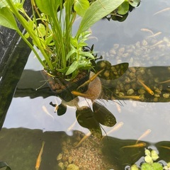 商談中　土日譲渡　ヒメダカ3と　ミナミヌマエビ5