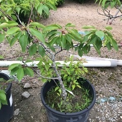さくらんぼの木　3種セット