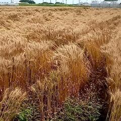 農薬不使用の小麦☆お取引相手様を探しております。品種：ニシノカオ...