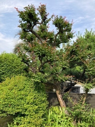 【庭木・植木・植栽】松・梅・サルスベリ・サツキ・クスノキ等